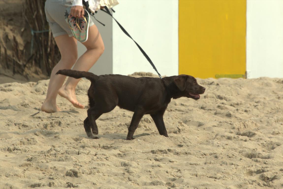 Cadzand-Bad: Hunde am Strand